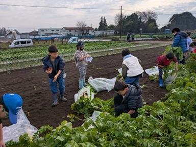 冬休み小学生キッズ大根ぬき