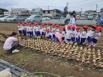 たまねぎとり