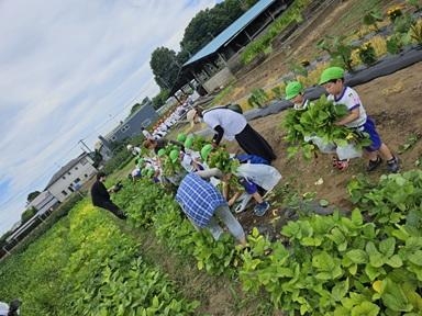 えだまめとり
