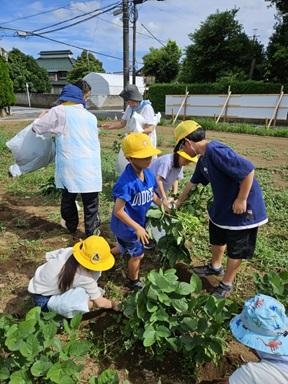月極め小学生キッズえだまめとり
